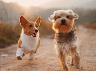 Photo of a Two Running Dogs