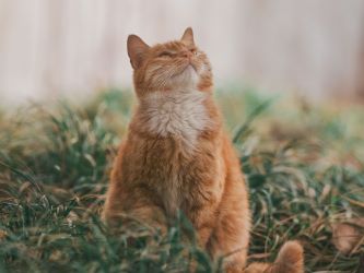 Photo of a Orange Cat On the Grass