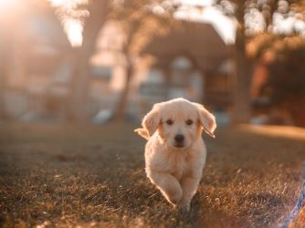 Photo of a Dog, Puppy labradore