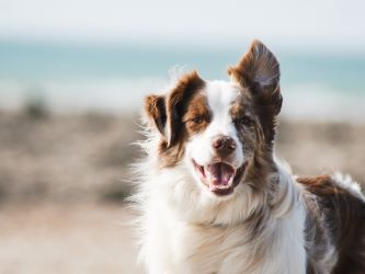 Photo of a Dog, Brown and White Border Collie