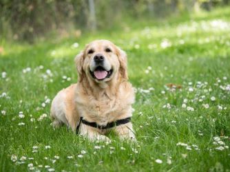 Photo of a Dog, Adult Labradore Retriver
