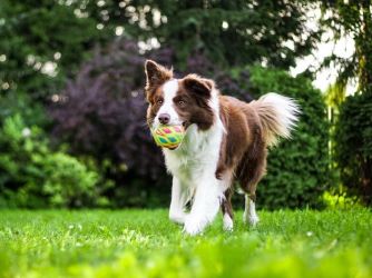 Photo of a Dog, Adult Border Collie