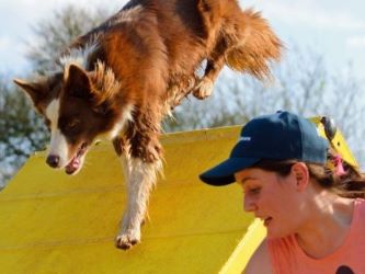 Photo of a Agility Training Session with a Border Collie