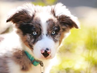 Photo of a Dog, Puppy Border Collie