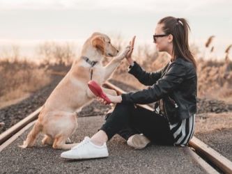 Photo of a Dog, Labradore Doing High Five With Its Trainer