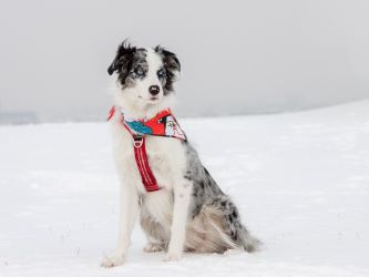 Photo of a Dog, Adult Grey and White Border Collie